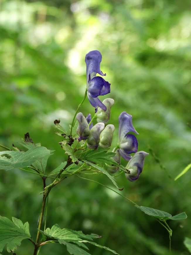 Изображение особи Aconitum taigicola.