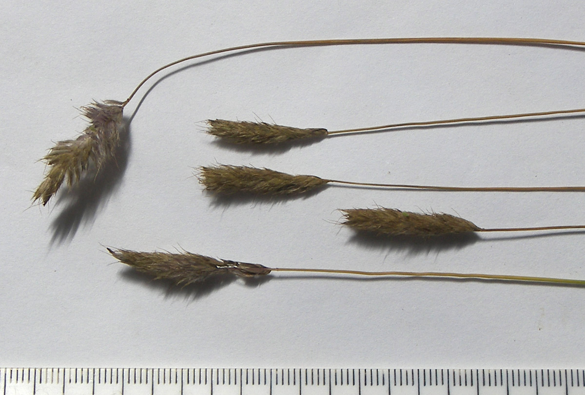 Image of Alopecurus ponticus specimen.