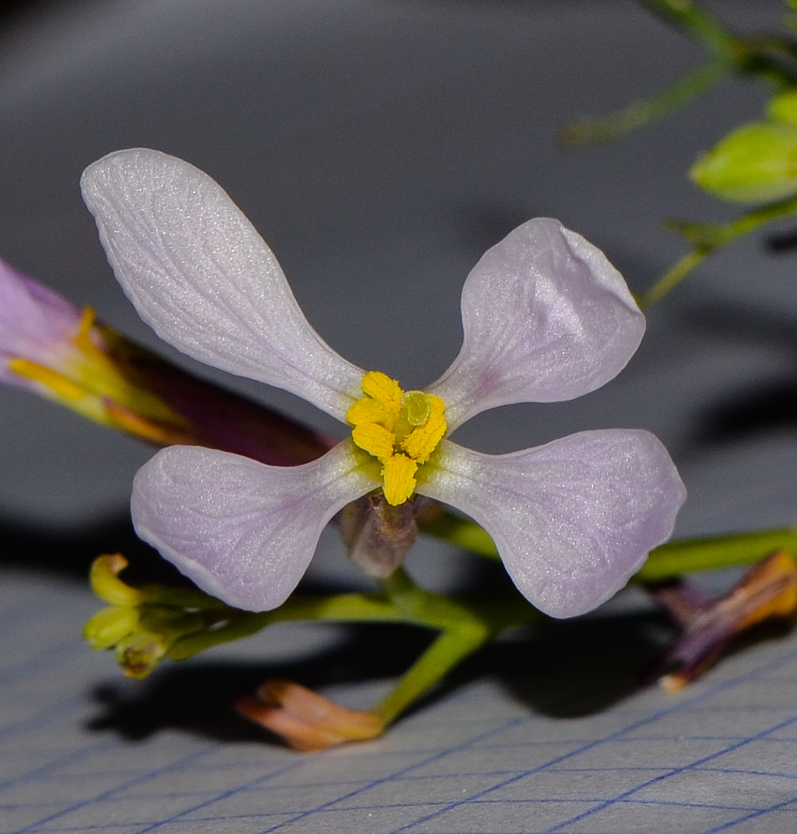 Image of Pseuderucaria clavata specimen.