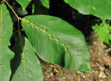 Fagus orientalis