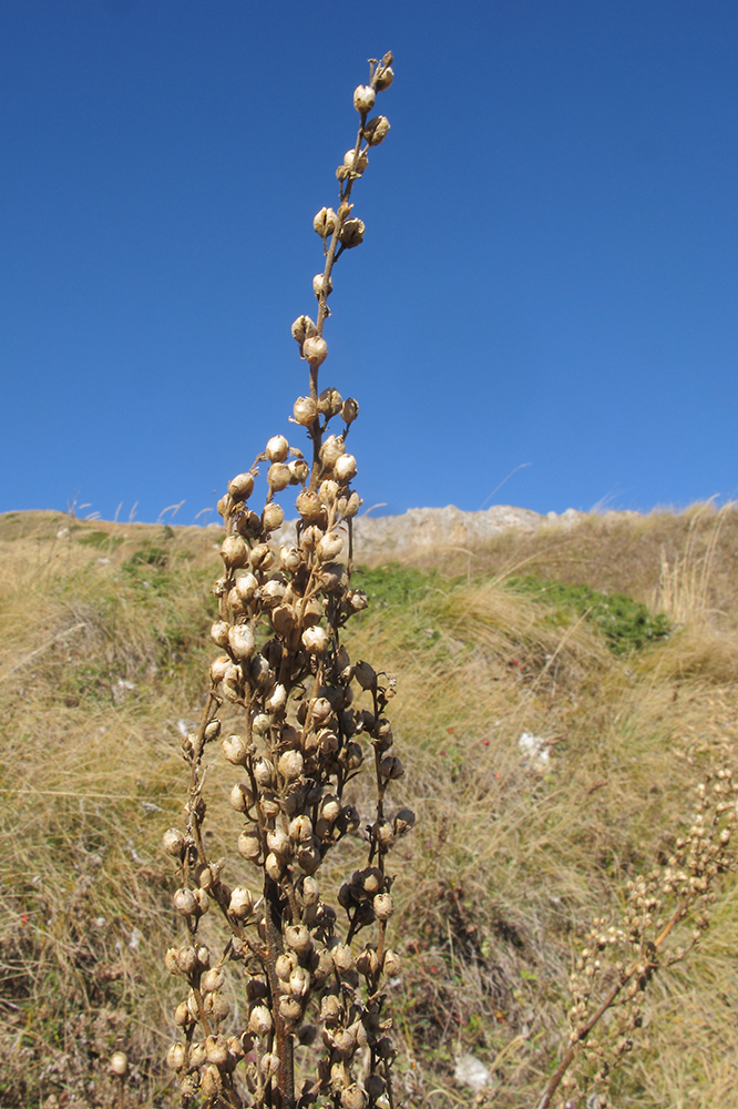 Image of Verbascum pyramidatum specimen.