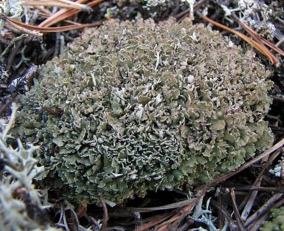 Изображение особи Cladonia strepsilis.