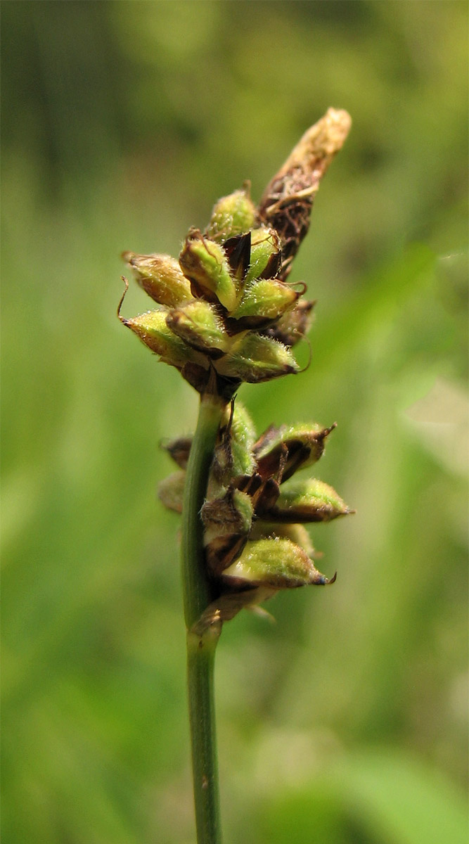 Image of Carex montana specimen.