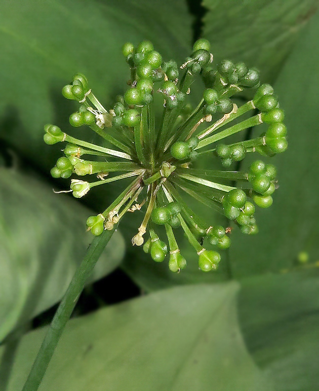 Image of Allium ochotense specimen.