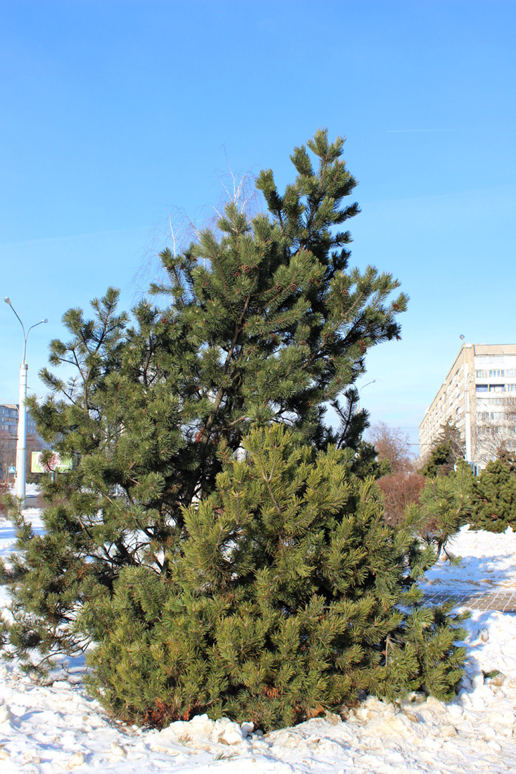 Image of Pinus sylvestris specimen.