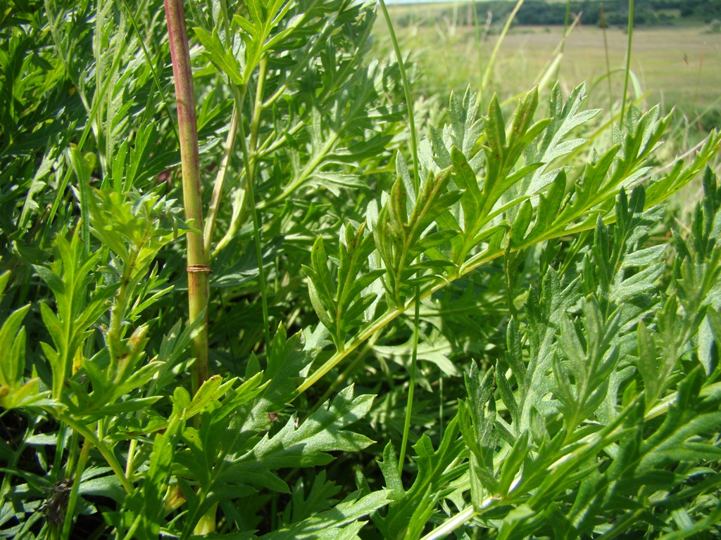 Image of Artemisia latifolia specimen.