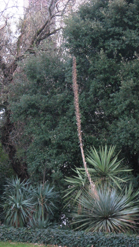 Image of Dasylirion wheeleri specimen.