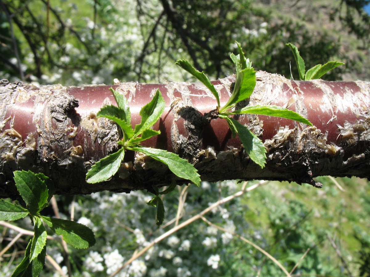 Image of Cerasus verrucosa specimen.