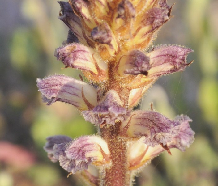 Image of Orobanche minor specimen.