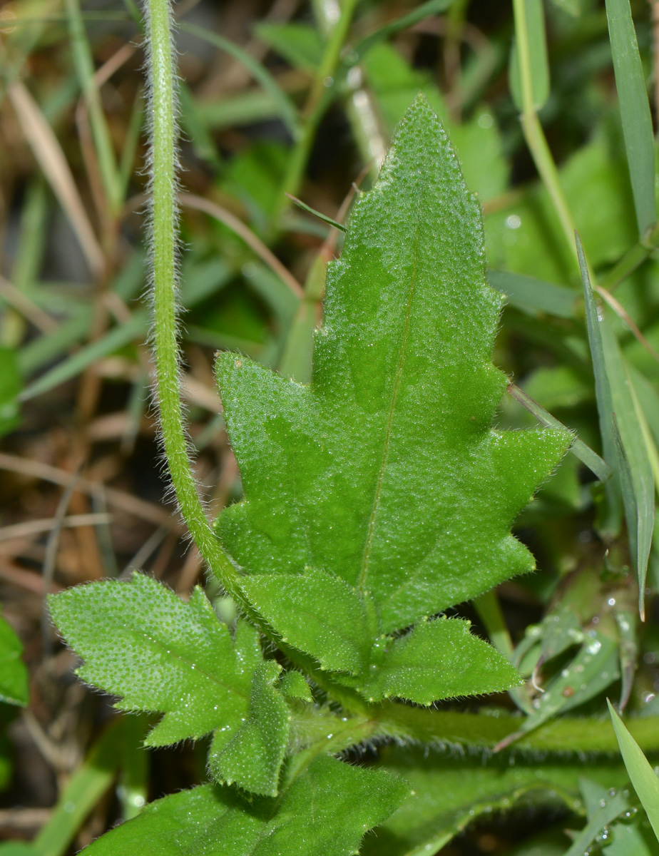 Изображение особи Tridax procumbens.