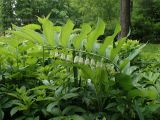 Polygonatum × hybridum. Цветущее растение. Москва, Воронцовский парк, лужайка в дубовой роще, в культуре. 04.06.2017.