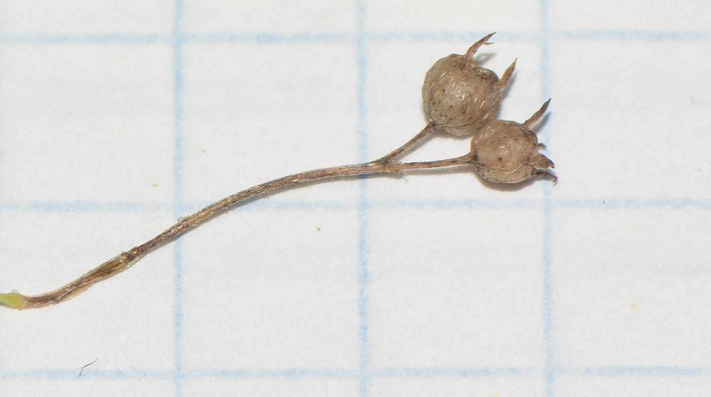 Image of Hedyotis pterita specimen.