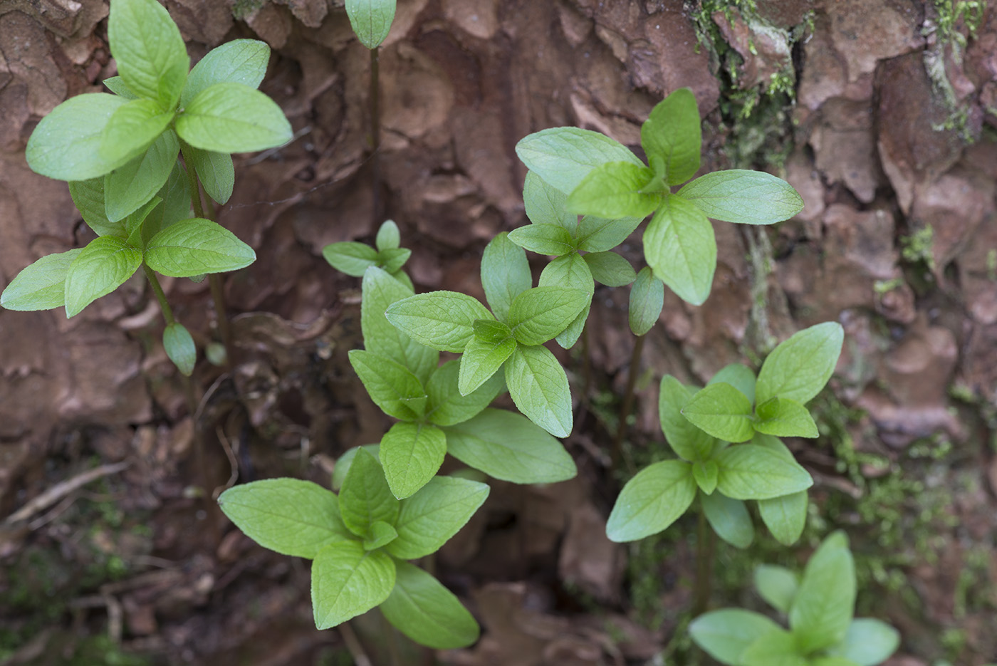 Изображение особи Trientalis europaea.