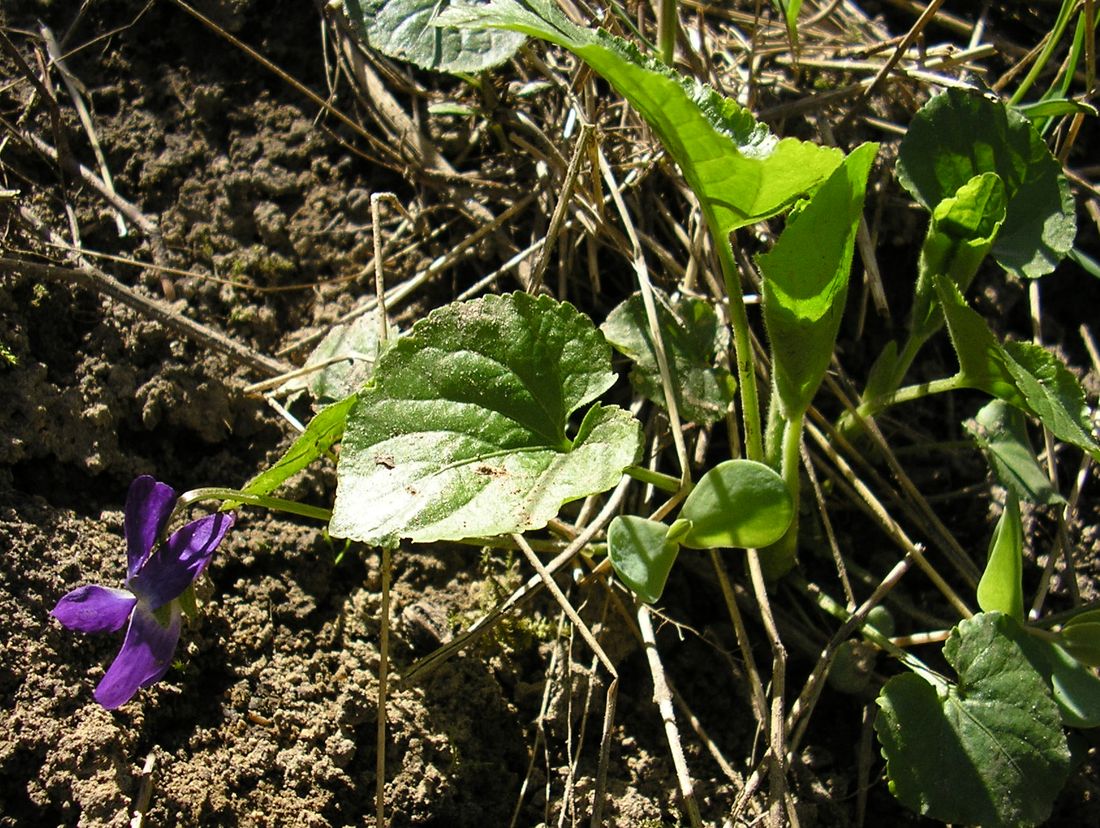 Image of Viola suavis specimen.