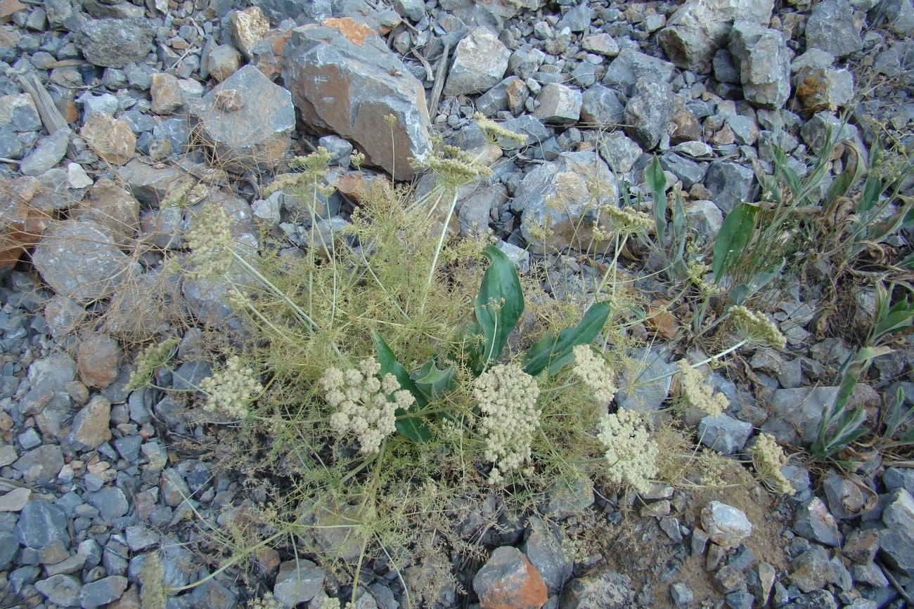 Image of Schrenkia ugamica specimen.