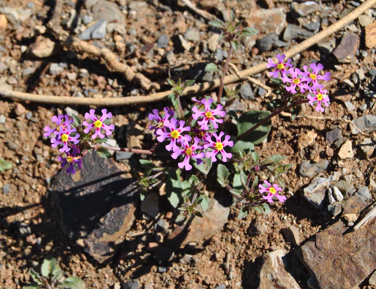 Image of Zaluzianskya minima specimen.