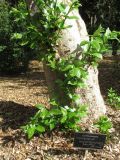 Combretum erythrophyllum. Нижняя часть ствола с прикорневой порослью. Австралия, г. Брисбен, ботанический сад. 26.09.2015.