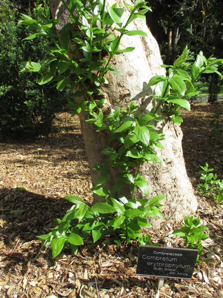 Image of Combretum erythrophyllum specimen.