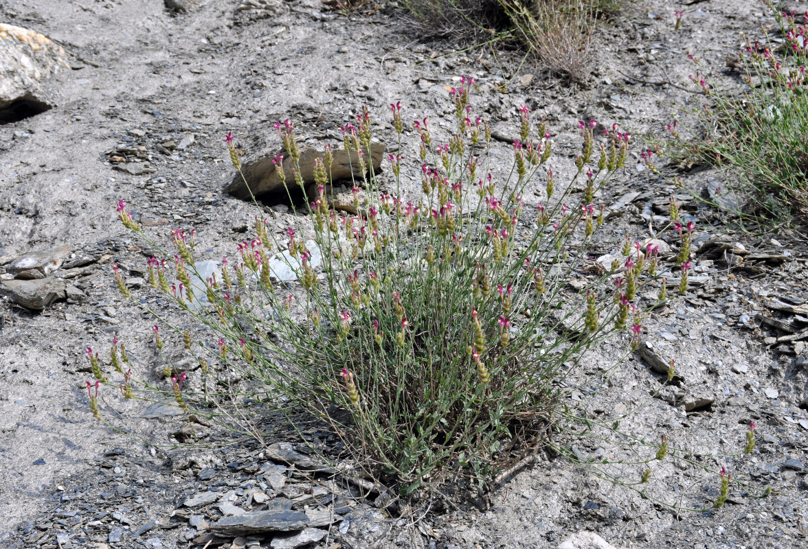 Image of genus Scutellaria specimen.