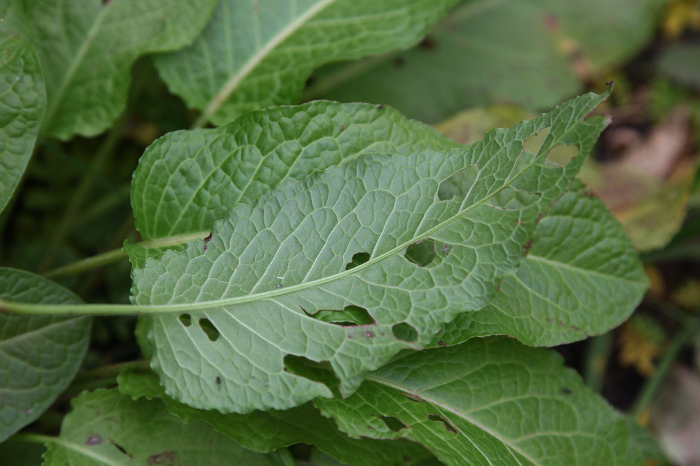 Image of Rumex sylvestris specimen.