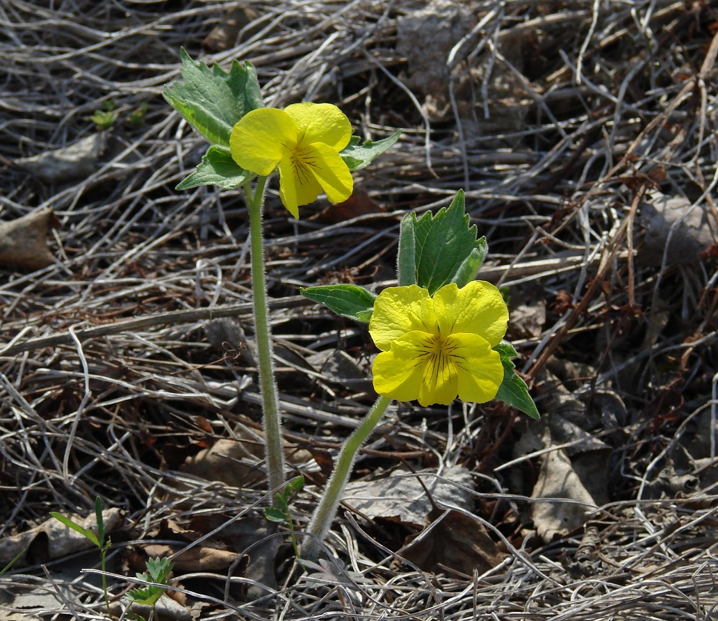 Image of Viola uniflora specimen.