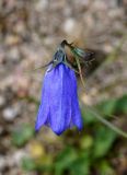 Campanula rotundifolia. Цветок. Якутия, Нерюнгринский р-н, окр. перевала Тит, щебнистый склон. 26.07.2016.