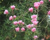Magnolia × soulangeana. Ветвь с цветками. Абхазия, г. Сухум, в культуре. 6 марта 2016 г.