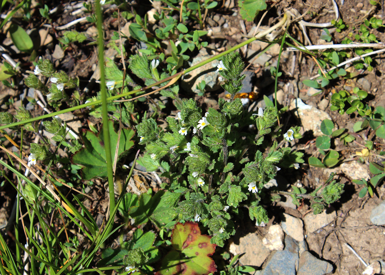 Image of Euphrasia hirtella specimen.