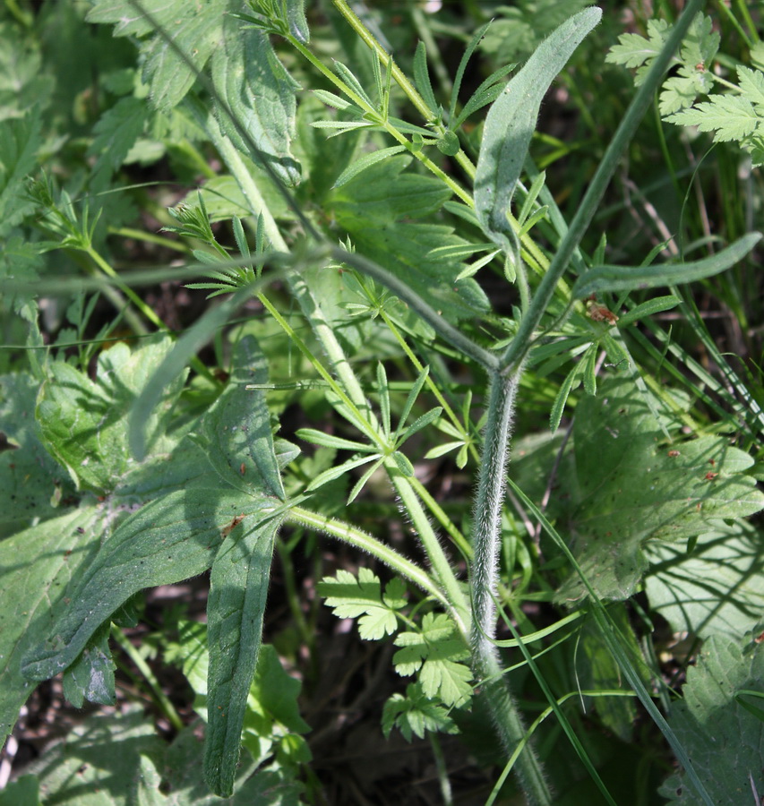 Image of Ranunculus constantinopolitanus specimen.