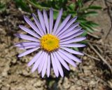 Aster alpinus