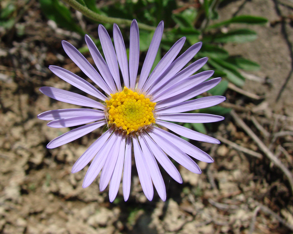 Image of Aster alpinus specimen.