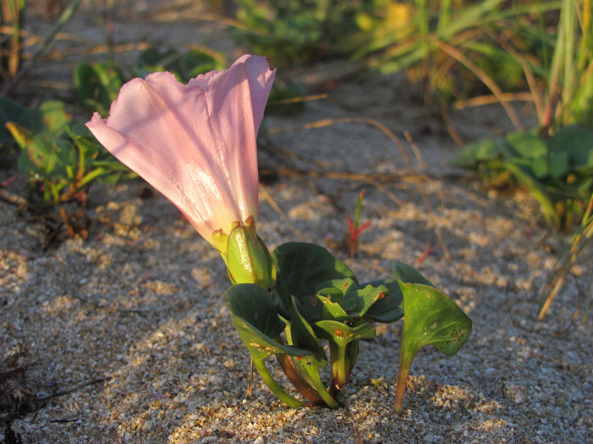 Изображение особи Calystegia soldanella.