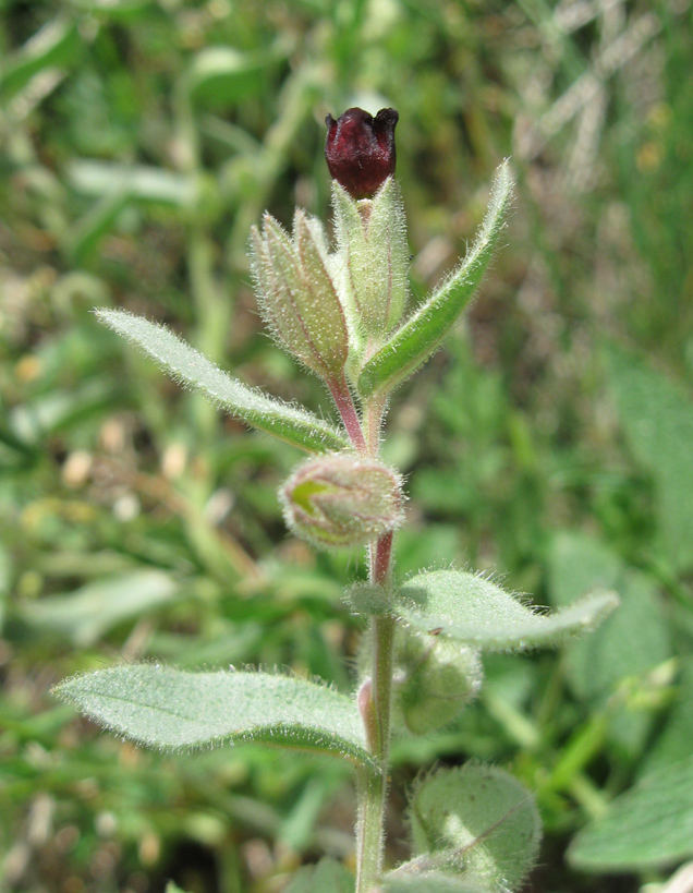 Image of Nonea taurica specimen.