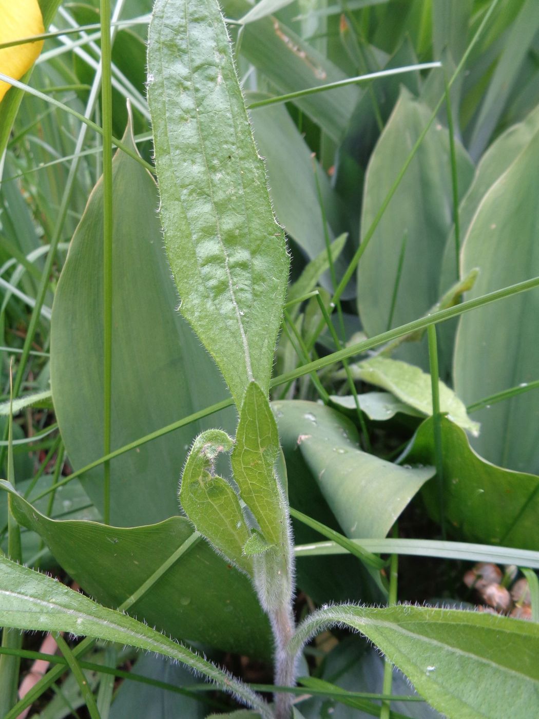 Image of Rudbeckia bicolor specimen.