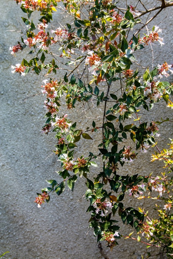 Image of Abelia &times; grandiflora specimen.