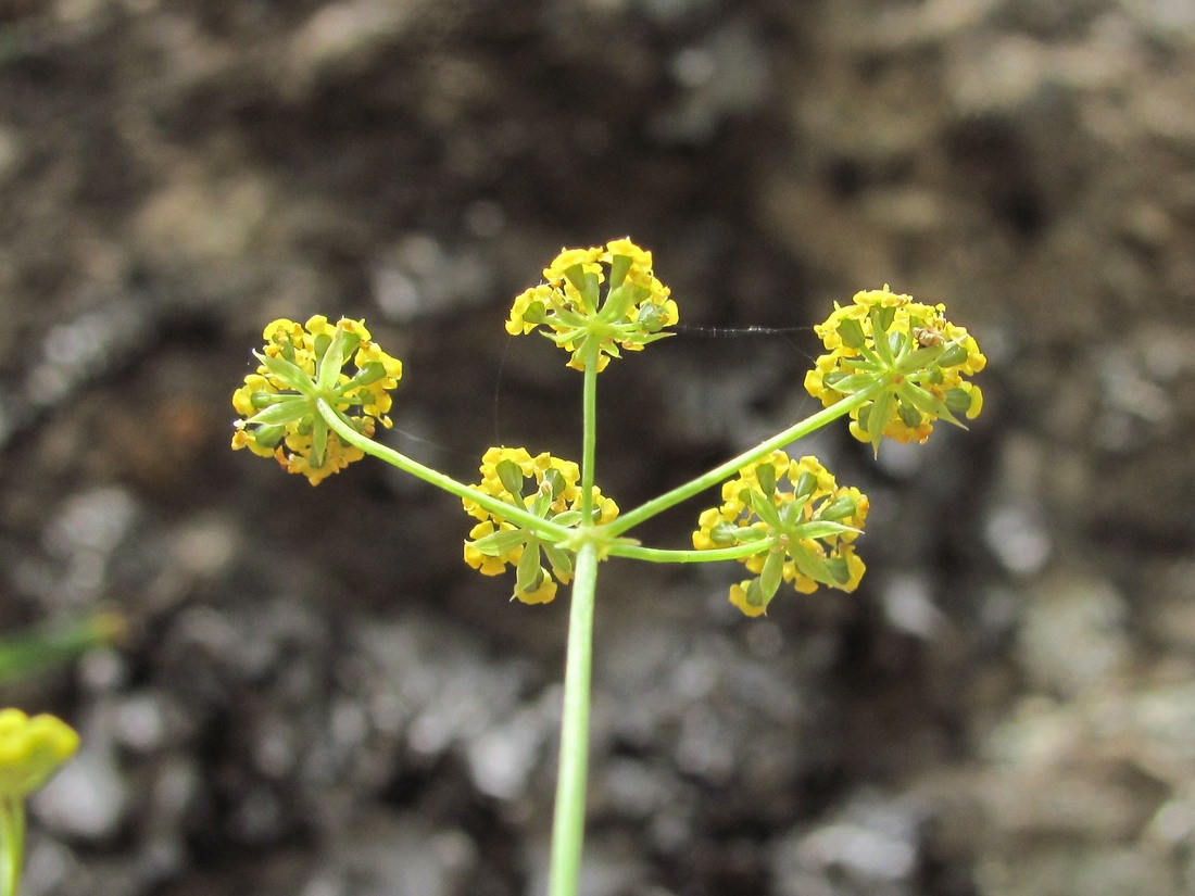 Image of Bupleurum falcatum specimen.