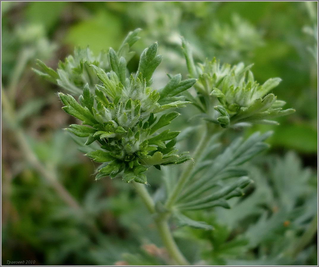 Изображение особи Potentilla argentea.