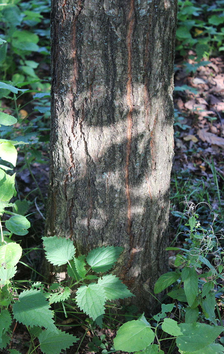 Image of Quercus serrata specimen.