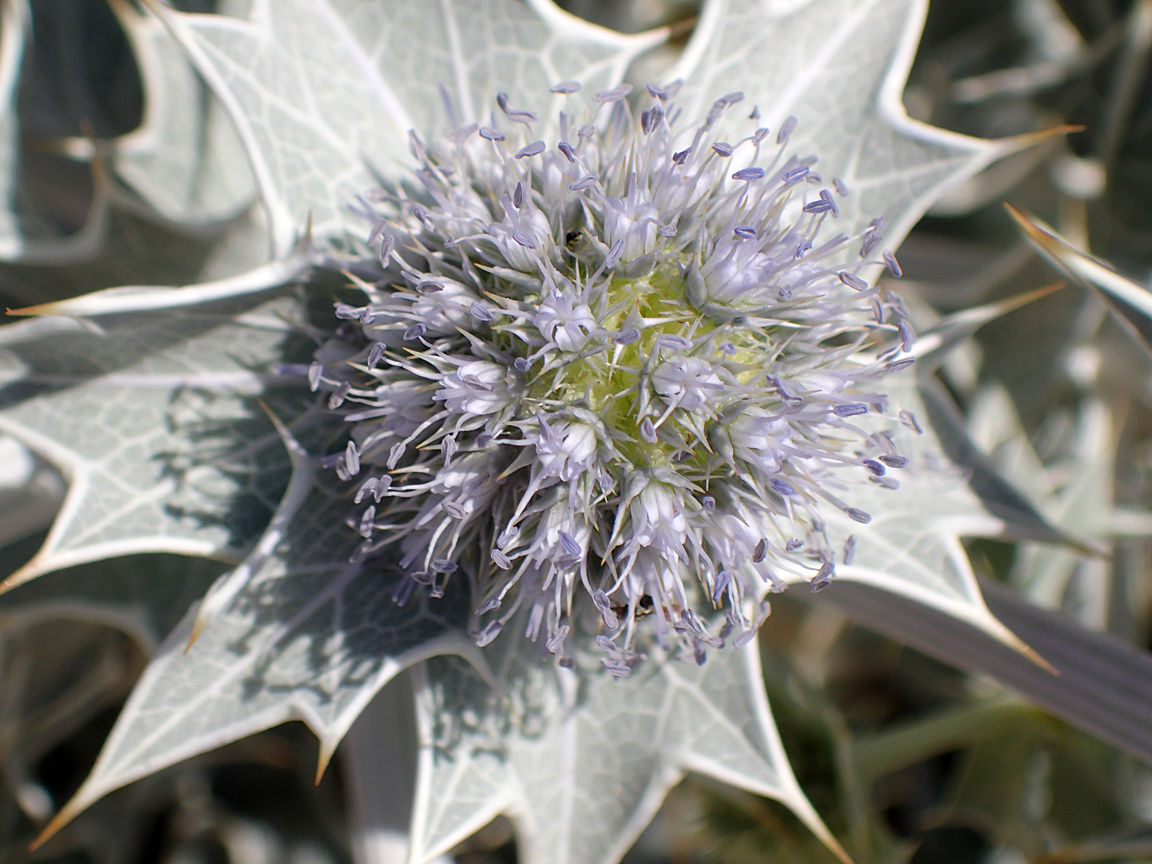 Изображение особи Eryngium maritimum.