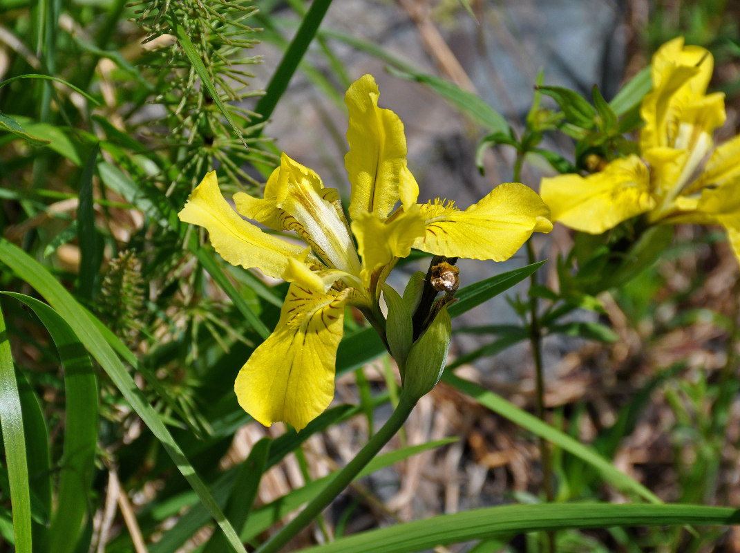 Image of Iris bloudowii specimen.