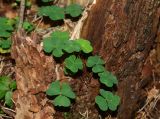 Смотреть изображение Oxalis acetosella