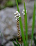 Image of taxon representative. Author is Марина Скотникова