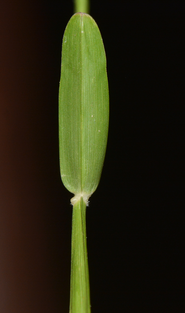 Image of Stenotaphrum dimidiatum specimen.