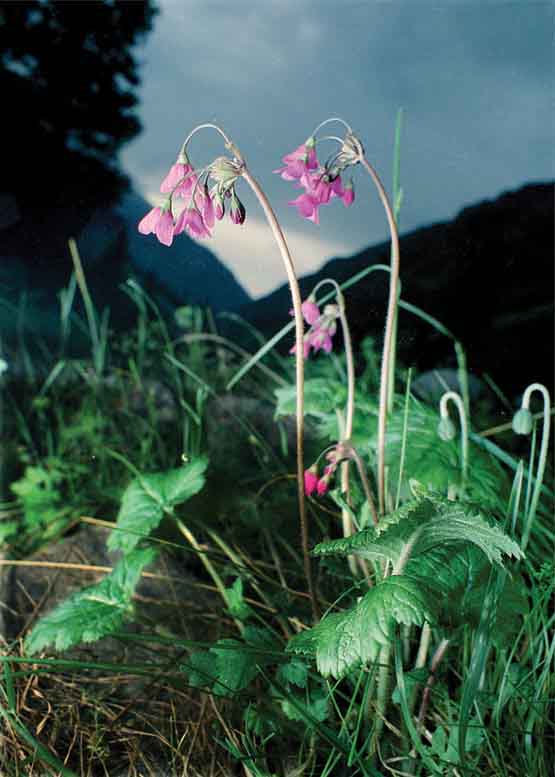 Image of Cortusa brotheri specimen.