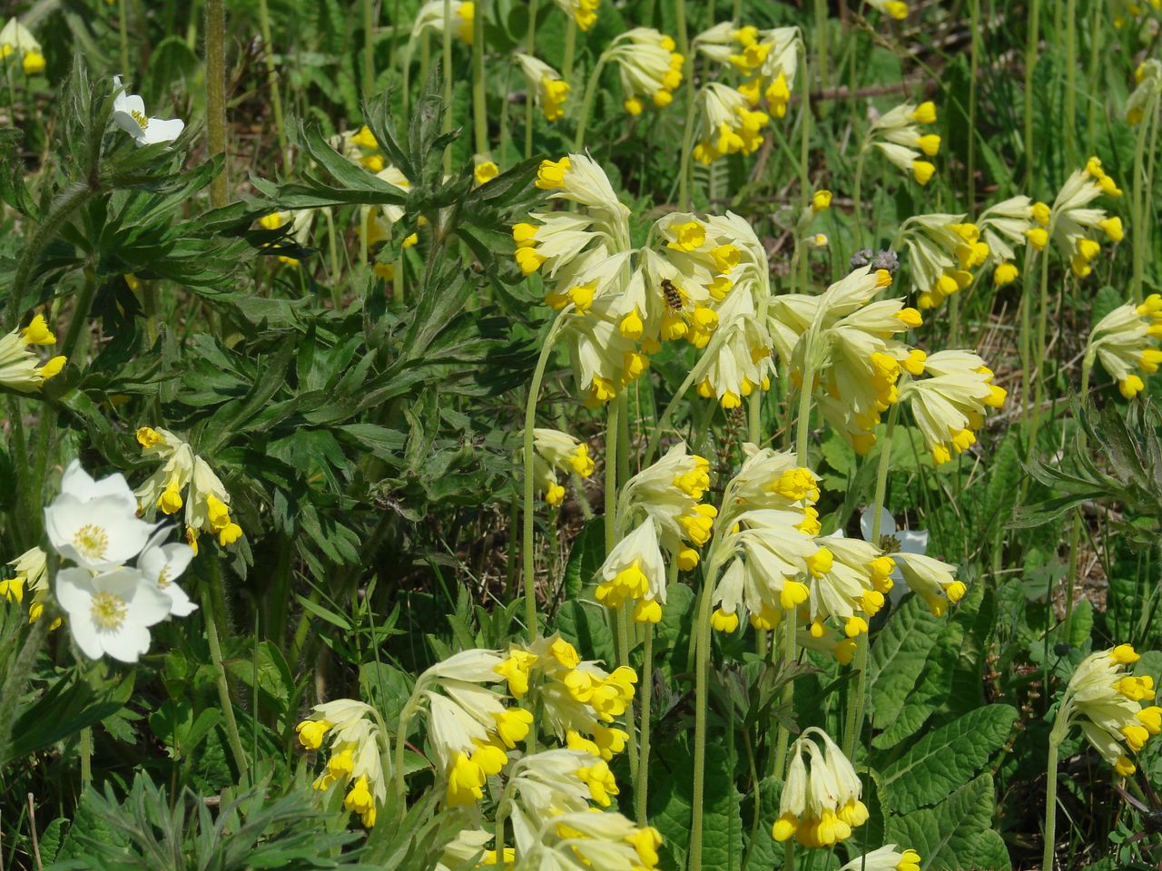 Image of Primula macrocalyx specimen.