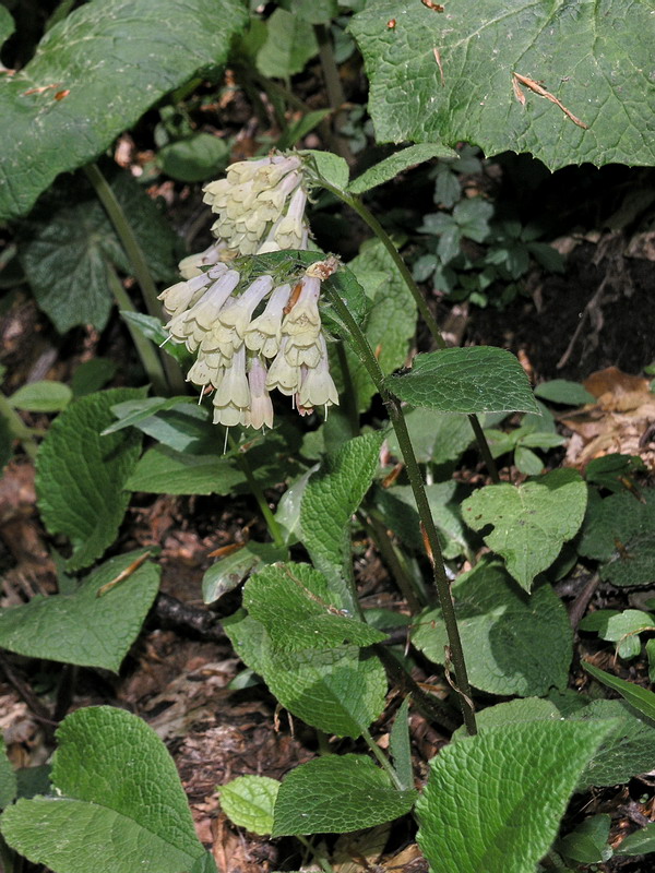 Image of Symphytum grandiflorum specimen.