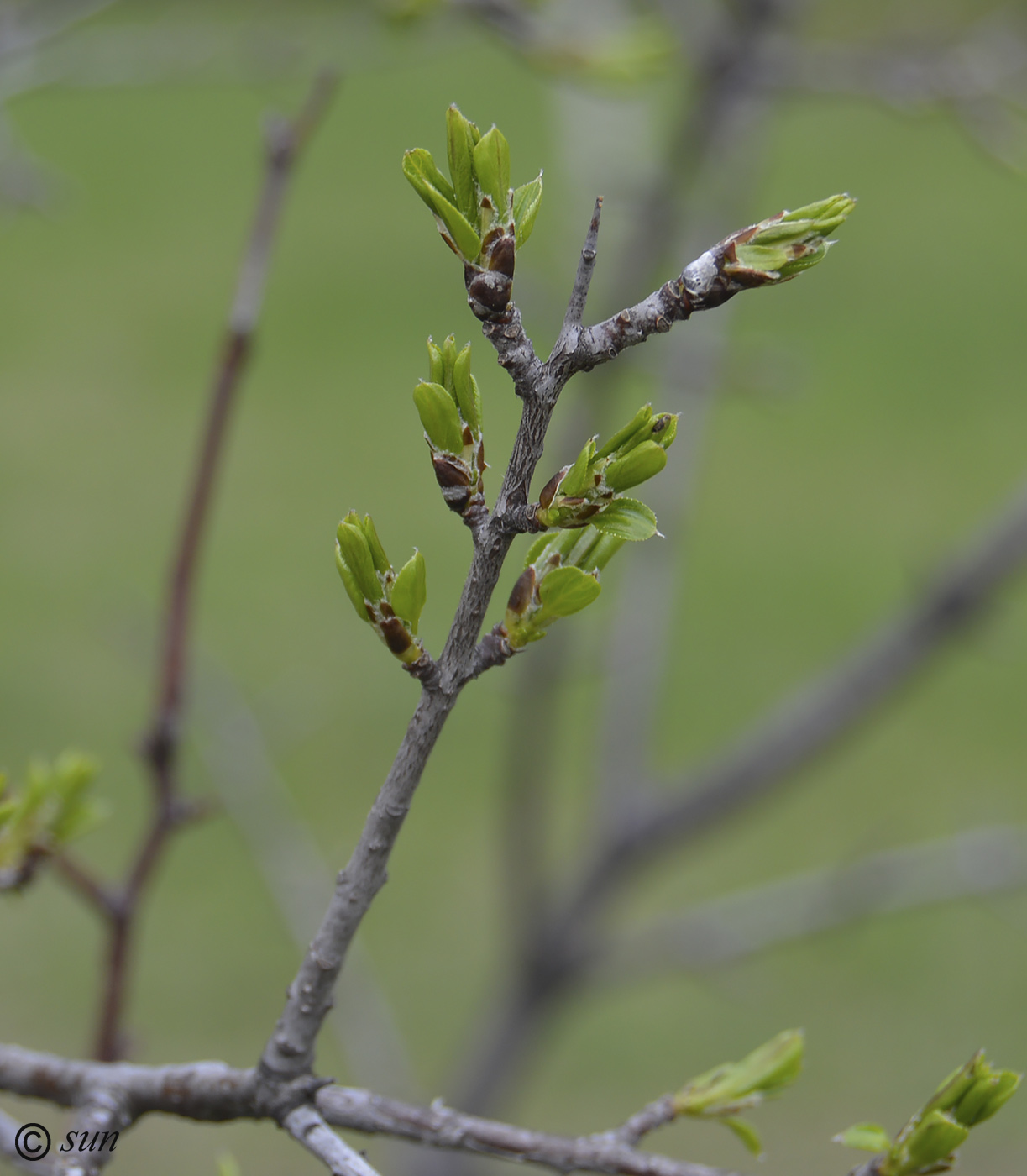 Image of Rhamnus cathartica specimen.