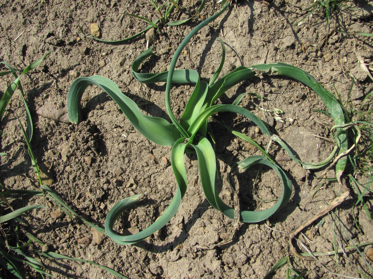 Image of Ornithogalum ponticum specimen.