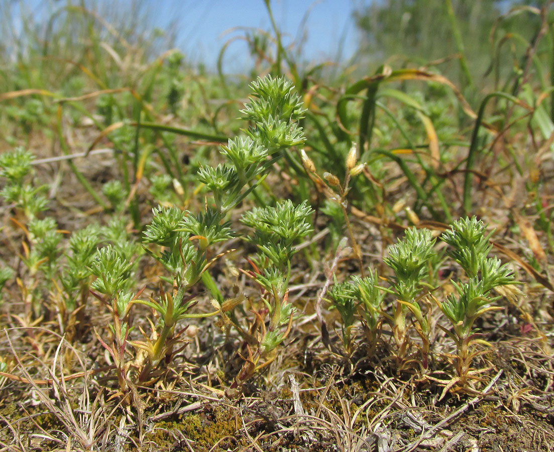 Image of Scleranthus annuus specimen.