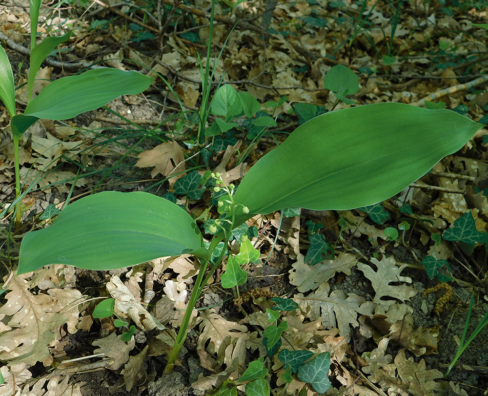 Изображение особи Convallaria majalis.